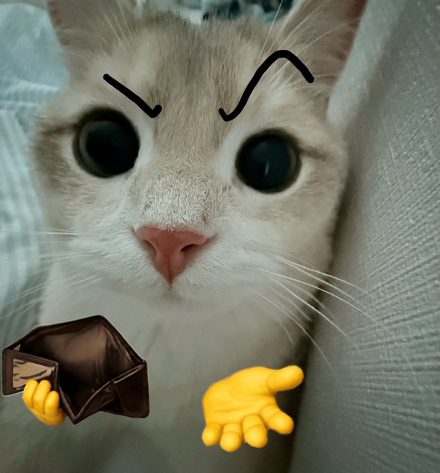 The image features a cat with its eyes wide open, giving an angry or displeased expression as if it's upset about something. The cat has its paws outstretched, holding a fake wallet that appears to be overstuffed with money. This scene is related to a post discussing how to stop paying too much for AI services and the importance of finding affordable solutions.