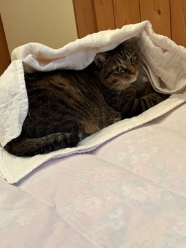 A tabby cat is peeking out from under a white blanket on a bed, appearing to hide as described in the post. The caption humorously ties into the accompanying text about the cat thinking it's hidden while the poster shares their dinner from Sushiro during a quiet Bitcoin market.