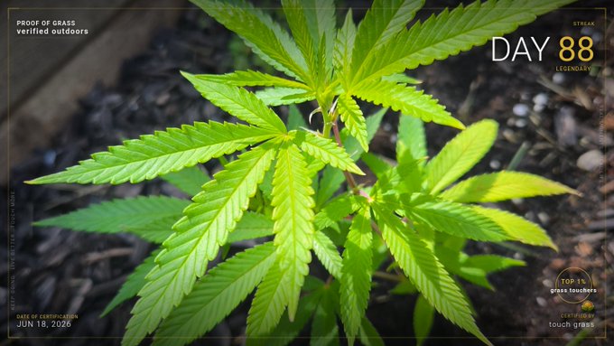 The image shows a close-up view of a plant with large green leaves, possibly a marijuana plant or another type of herb. The plant appears to be growing in soil, indicating that it might be used for gardening purposes. The photo has been edited to include text and a watermark, suggesting that the image is part of an advertisement or promotional material related to the plant's use or benefits.