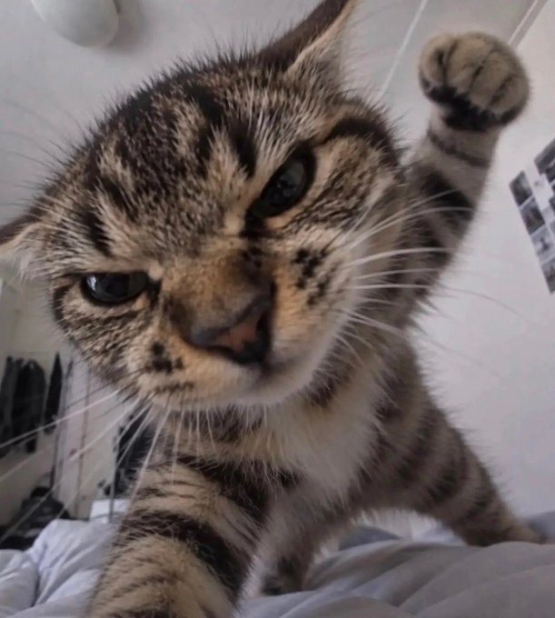 A close-up of a tired-looking tabby kitten with a raised paw and half-lidded eyes, looking like it's been through a long day — perfectly matching the post's caption of being an exhausted "MGBXer" after a full day of work.
