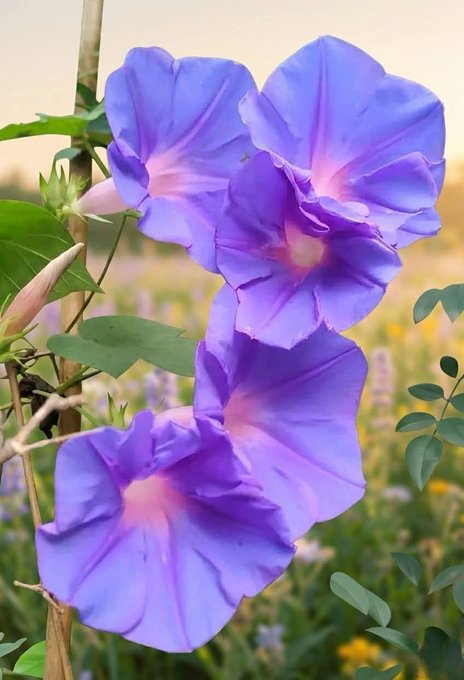 A close-up photograph of delicate, light purple morning glory flowers in full bloom, attached to a bamboo support stake in a garden setting.