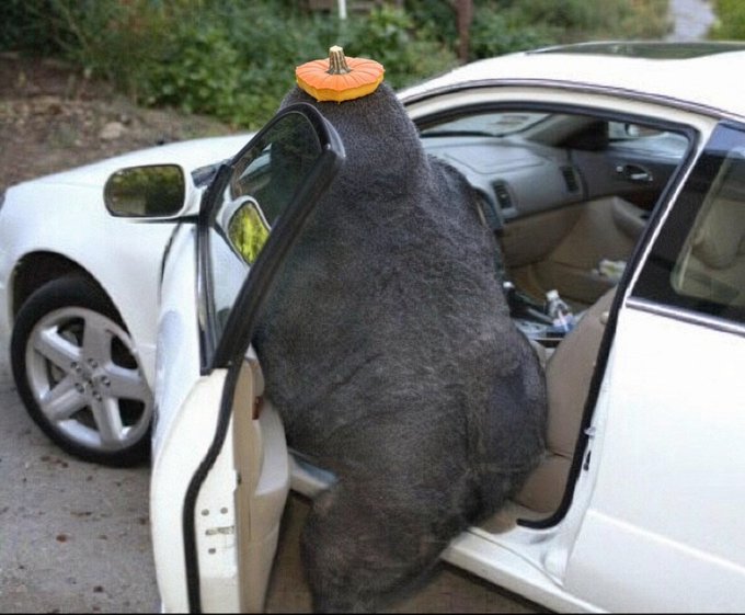 A black cat with its head comically photoshopped with an orange pumpkin is positioned as if stuck halfway into the passenger seat of a white car with the door open.