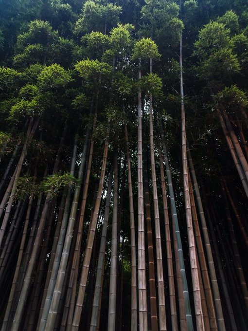 A low-angle photograph looking up at a dense grove of tall bamboo stalks reaching toward the sky.
