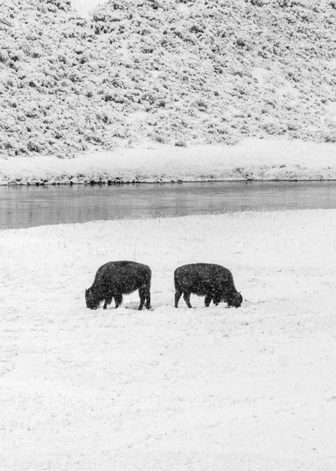 Two bison graze in a snow‑covered field beside a river, with a snow‑laden hill rising behind them.