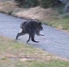 A grainy, low-resolution photograph of a dark-furred canine, possibly a wolf or dog, running along a road next to a grassy hillside.