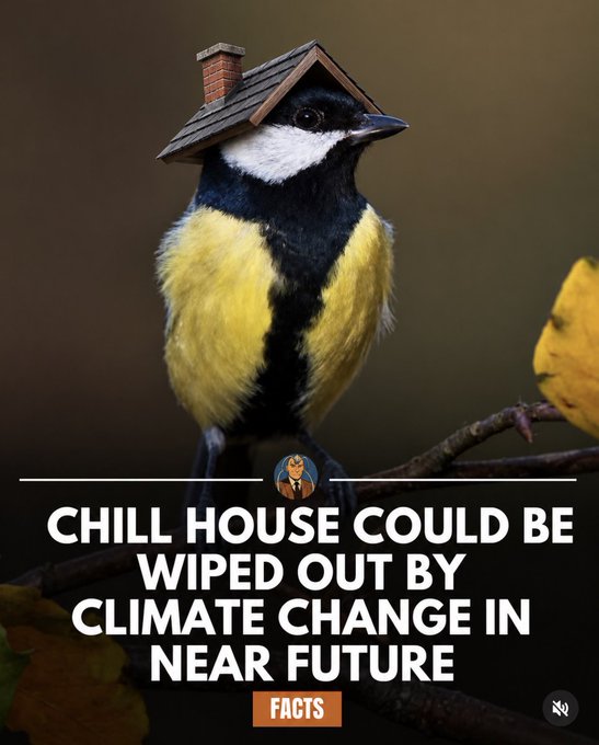 A great tit bird perched on a branch wears a tiny house on its head, overlaid with the headline "CHILL HOUSE COULD BE WIPED OUT BY CLIMATE CHANGE IN NEAR FUTURE" and a "FACTS" label.