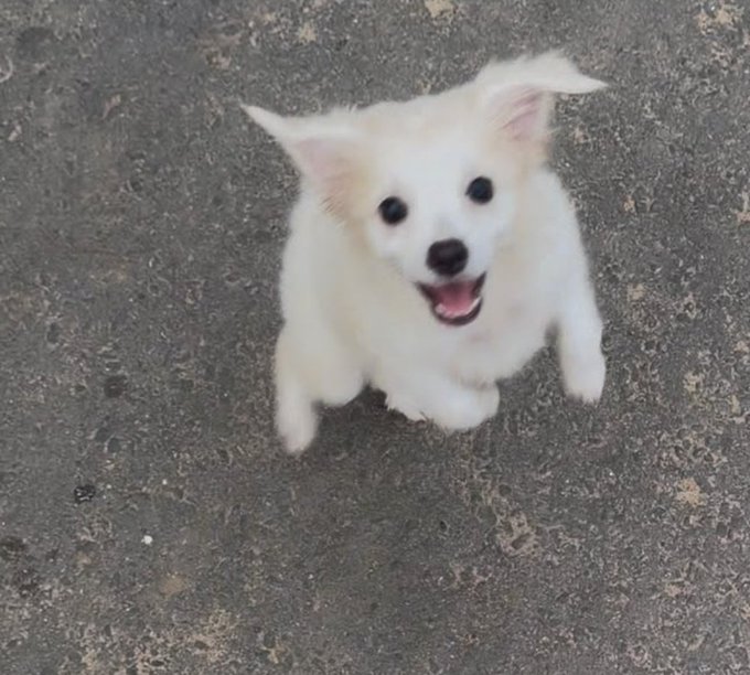 An adorable small white puppy with large ears and an open-mouthed smile looks up at the camera on a sandy surface.