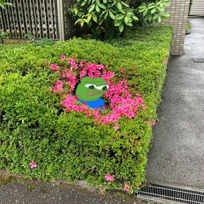 A green Pepe the Frog meme character digitally inserted into a green hedge with pink azalea flowers blooming around it in an outdoor urban setting.