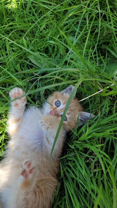 An adorable orange and white kitten with striking blue eyes lies on its back in tall green grass, playfully reaching its paws upward.