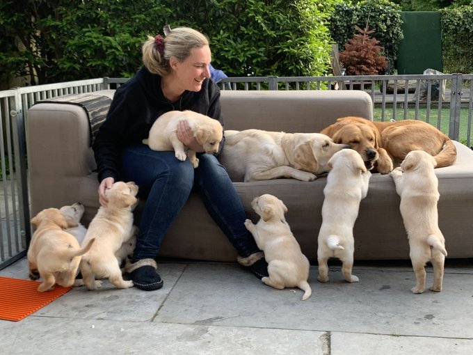 A smiling woman sits on an outdoor sofa surrounded by a litter of golden retriever puppies and their mother, with several puppies climbing up to greet her.