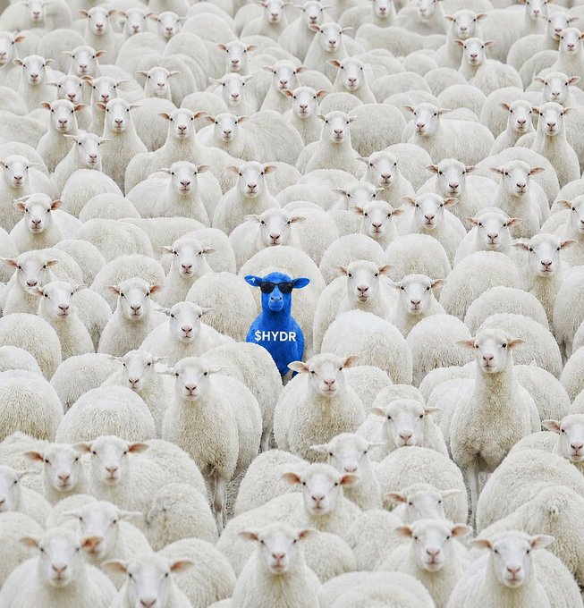 A blue sheep with sunglasses and the text "$HYDR" standing out among a flock of white sheep, symbolizing a standout cryptocurrency or token.