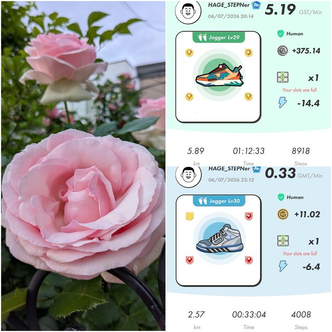 A composite image showing pink roses in bloom on the left, alongside screenshots of a StepN move-to-earn app displaying two jogging activities: Jogger Lv29 with 5.89 km in 01:12:33 (8918 steps) yielding +375.14 GST, and Jogger Lv30 with 2.57 km in 00:33:04 (4008 steps) yielding +11.02 GMT, both by user HAGE_STEPner.