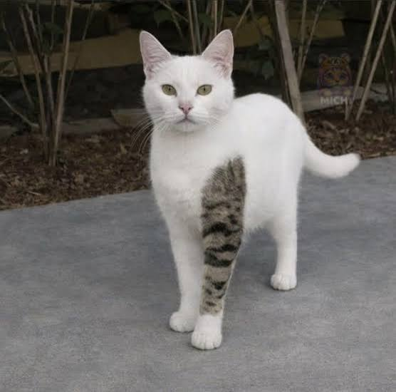 A white cat with a distinctive tabby-striped patch on its left side stands alertly on a gray surface, looking directly at the camera.