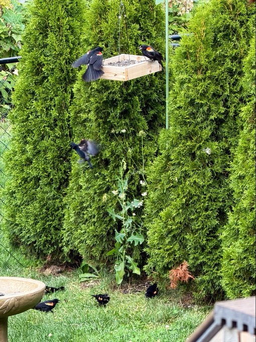 Several red-winged blackbirds gathered around a hanging wooden platform bird feeder filled with seeds, set against tall green arborvitae trees.