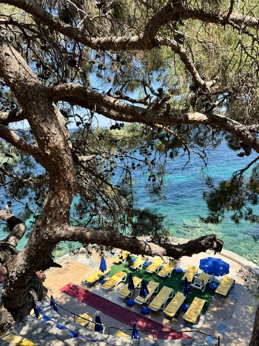 A view of a beach club with yellow lounge chairs and umbrellas on a pier extending into turquoise water, framed by the gnarled branches of a pine tree in the foreground.