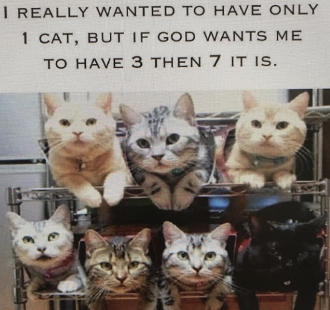 A humorous meme showing seven cats perched on a wire shelf with text reading 'I REALLY WANTED TO HAVE ONLY 1 CAT, BUT IF GOD WANTS ME TO HAVE 3 THEN 7 IT IS.'
