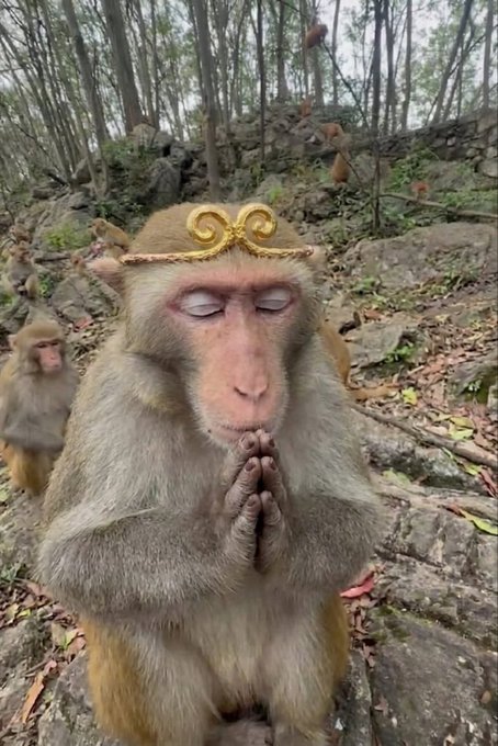 A monkey wearing a gold crown headband with a swirl design sits with its eyes closed and hands pressed together in a prayer pose, with another monkey visible in the background on a rocky, wooded hillside.