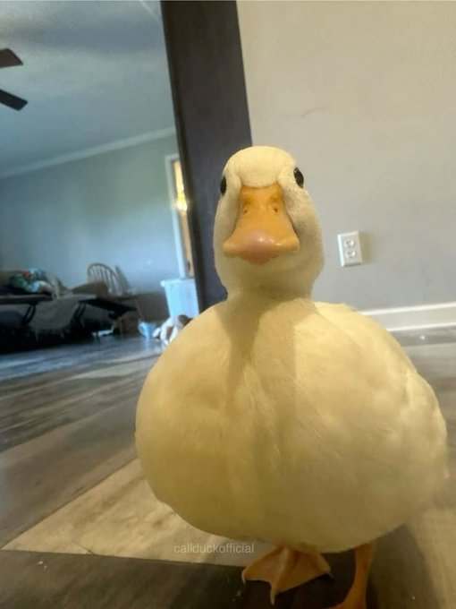 A low-angle photograph of a white duck with an orange beak looking directly at the camera, standing indoors on a wooden floor with a living room visible in the background, and a faint watermark reading 'callduckofficial' at the bottom.