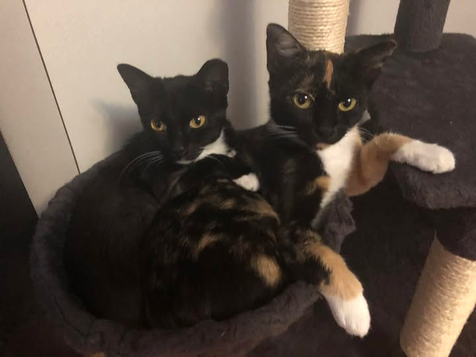 Two cats, one black-and-white and one tortoiseshell calico, cuddled together and looking directly at the camera from a cat tree platform.