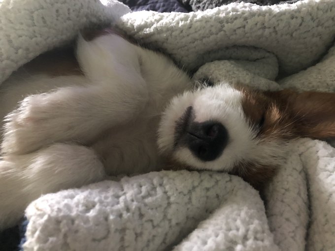 A close-up shows a small white-and-brown dog lying on its back under a thick white fleece blanket, with its paws curled near its face.