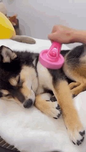 The image features a dog lying down, possibly sleeping or resting, with its paw being brushed by someone's hand. A pink brush can be seen near the dog's paw, indicating that grooming might have taken place recently. The person holding the brush is likely taking care of the dog's hygiene and well-being. 

The caption "Loyal like Man" suggests a connection between the image and the post about loyalty in dogs. It implies that the dog shown in the photo could be compared to the loyal nature often associated with dogs, as they are known for their unwavering devotion and companionship towards humans.