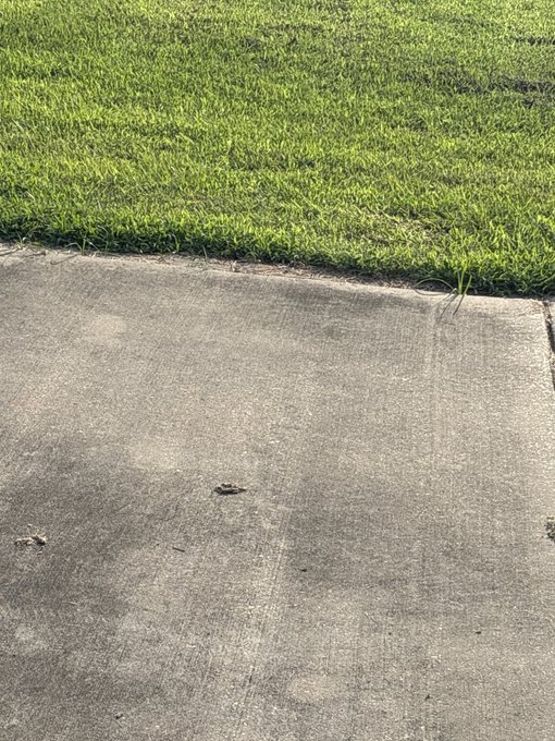 Photograph showing a concrete sidewalk bordered by green grass, with a small dark object (possibly an insect or debris) visible on the pavement.