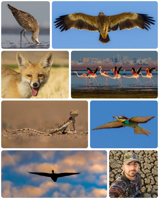 A collage featuring various wildlife photos including a bird, a fox, flamingos, a lizard, a bee-eater, and a silhouette of a person with arms outstretched, along with a portrait of a man in camouflage.