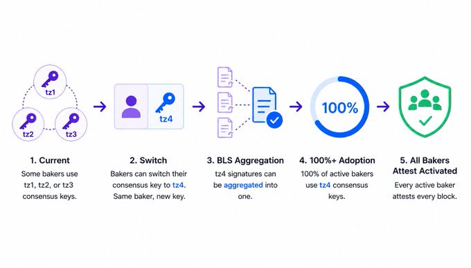 A five-step infographic illustrating the transition to Tezos tz4 consensus keys, showing bakers switching from tz1, tz2, or tz3 keys to tz4, enabling BLS signature aggregation that consolidates 100% of active baker attestations into a single aggregated signature for more efficient network consensus.