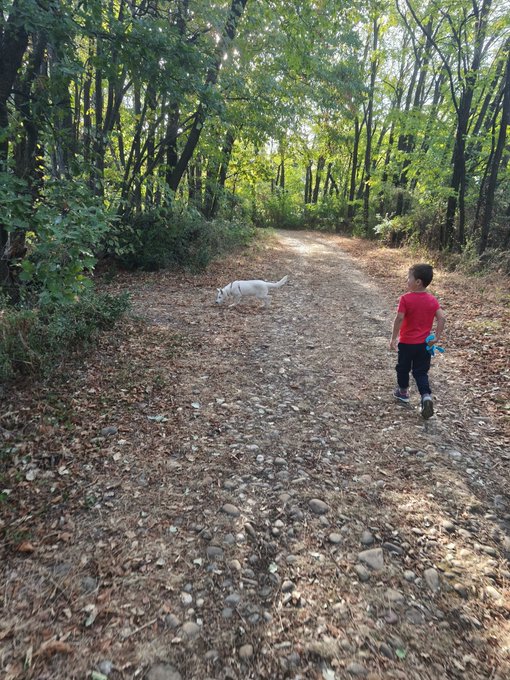 A young boy in a red shirt and dark pants walks along a leaf-strewn forest path toward a white dog lying on the ground.