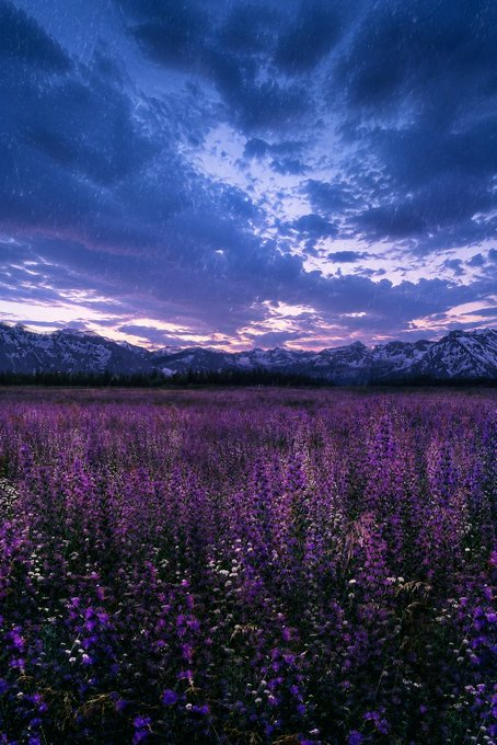 A vast field of purple wildflowers stretches toward snow-capped mountains under a dramatic twilight sky streaked with soft pink and blue hues. The image's quiet, expansive beauty—nature preparing for a new dawn—mirrors the post's message about Quip Network quietly building future-ready infrastructure before the world demands it.