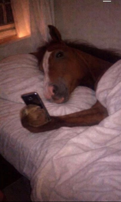 A brown horse with a white blaze lies in bed, eyes half-open and dazed, holding a smartphone in its hoof as if checking messages. The caption "just woke up, $tiggien is pamping" (tamming/lounging) fits perfectly with the groggy, cozy scene of the horse lounging among the pillows.