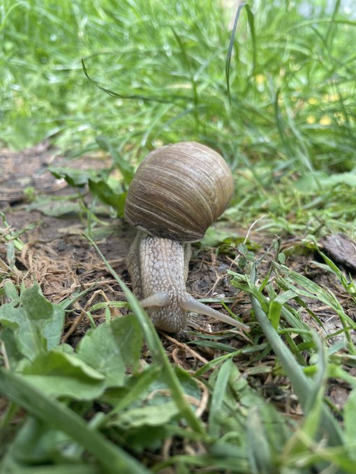 The image features a large snail with a brown shell sitting on top of a patch of green grass. The snail appears to be moving towards the left side of the frame. The background consists of more green grass, providing a natural setting for the snail's habitat.