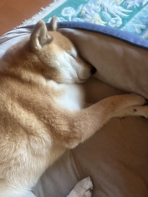 A Shiba Inu sleeps peacefully on a brown cushion, curled up with its head resting on its paws and nose tucked close. The caption "So chewy it's excessively chewy, round one #ShibaInu" perfectly captures the dog's adorably fluffy and squishy appearance.