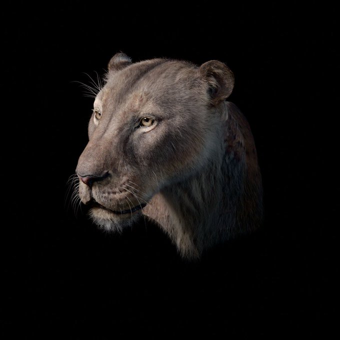 A highly detailed, photorealistic 3D render of a lioness's head against a stark black background, looking off to the side.