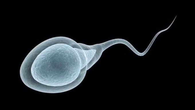 A microscopic image of a single sperm cell with its characteristic head and long tail, paired humorously with a caption suggesting that even something as small and seemingly insignificant as a sperm holds more potential than an unprofitable trader.