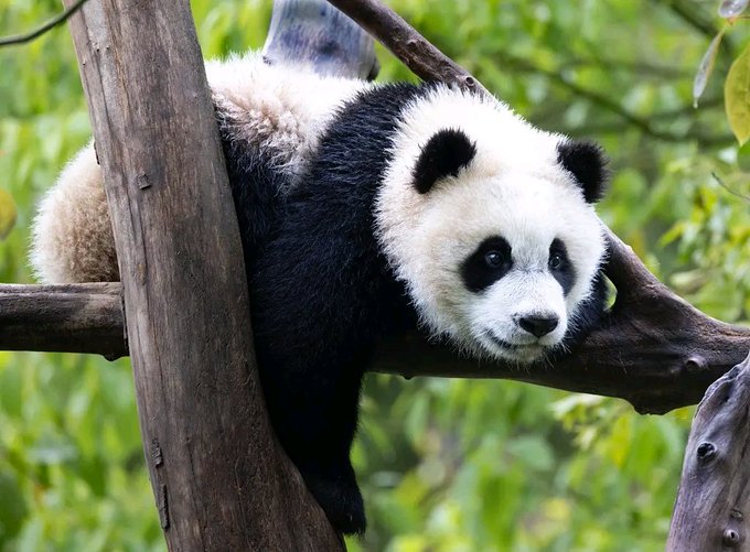 A giant panda rests comfortably on a tree branch, surrounded by lush green foliage in the background.