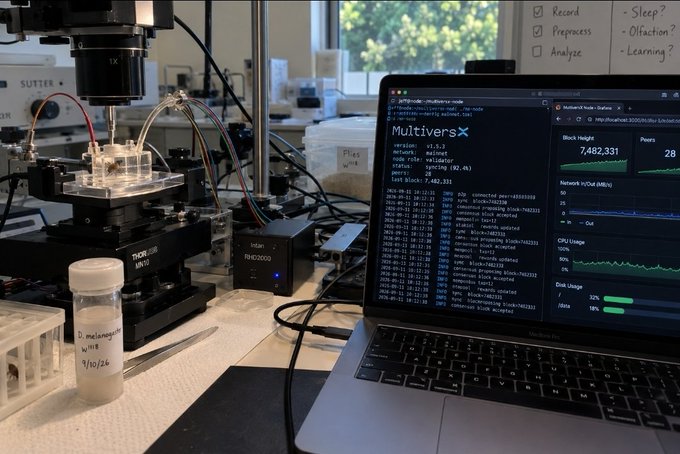 A laboratory setup featuring microscope equipment, a vial labeled 'D. melanogaster w1118 9/10/24', and a laptop running 'MultiversX' node software with blockchain statistics.