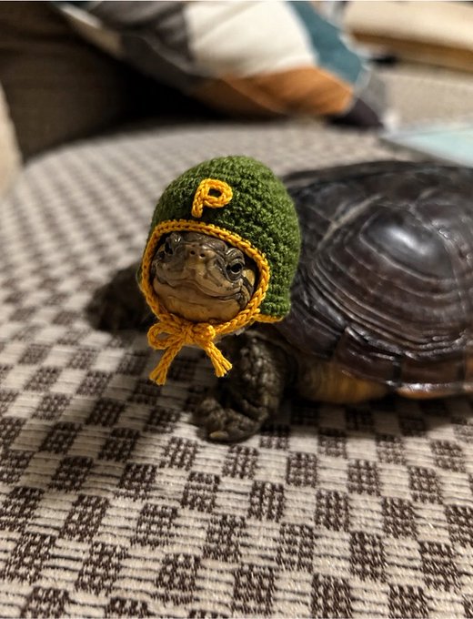 A small turtle wearing a hand-crocheted green and yellow knit hat with a chin strap sits on a brown and white checkered blanket.