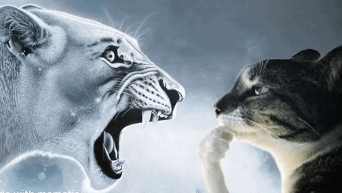 A dramatic black-and-white image showing a lioness roaring aggressively face-to-face with a snarling wolf-like animal, conveying a confrontational standoff.