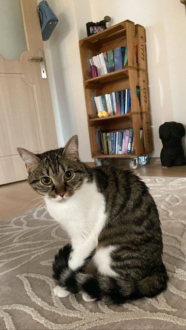 A tabby and white cat sitting on a beige patterned rug indoors, looking directly at the camera with a wooden bookshelf in the background.