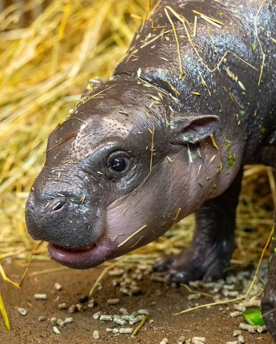 A close-up of a baby hippo with bits of hay on its face, playfully sticking out its tongue in a straw-filled enclosure. The adorable animal likely represents "Brötchen," the cryptocurrency token being promoted in the post.
