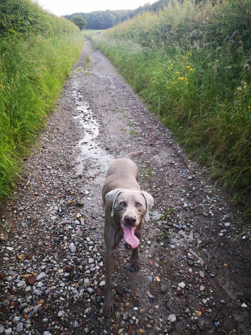 A gray Weimaraner dog with its tongue hanging out stands on a gravel path surrounded by tall green grass.