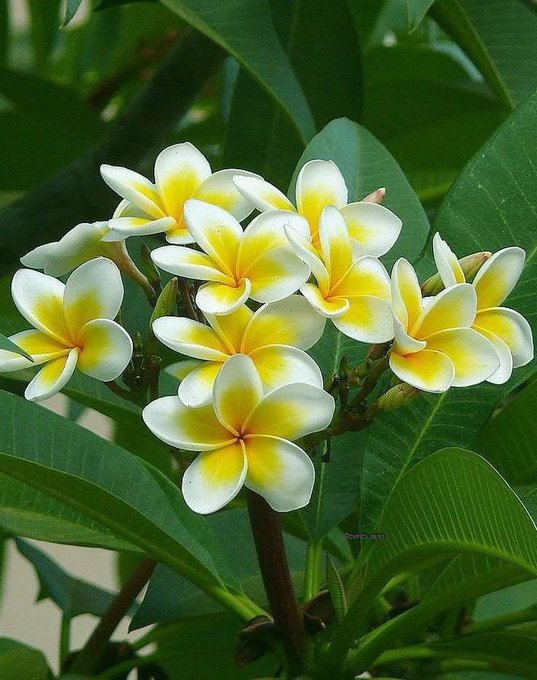 The image features a close-up view of a bunch of white and yellow flowers, likely plumeria or plumeria blooms, arranged together in a group. The flowers are surrounded by green leaves, creating an aesthetically pleasing composition. The background is blurred, drawing attention to the main subject - the beautiful flowers.