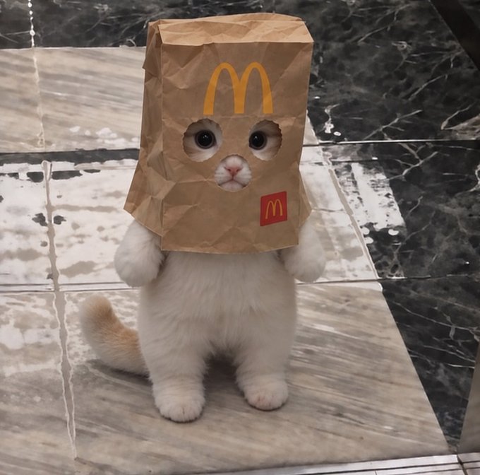 A small white kitten stands on a marble tile floor wearing a crinkled brown McDonald's paper bag over its head, with the iconic golden arches logo and a small red "M" sticker visible. The whimsical image perfectly captures the caption's message—despite the bag being flipped on and down, it "stays on" the cat, echoing the playful $ZCAT meme theme.