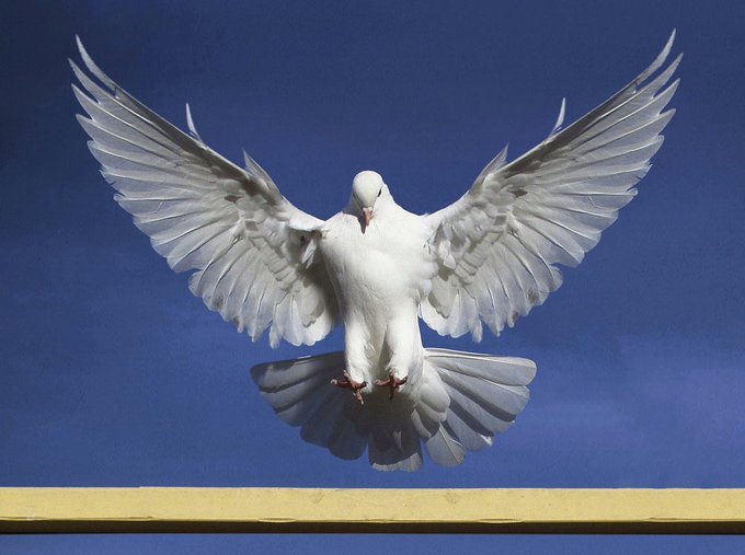 A white dove is captured in mid-flight with wings fully spread, descending toward a yellow ledge against a deep blue sky background.