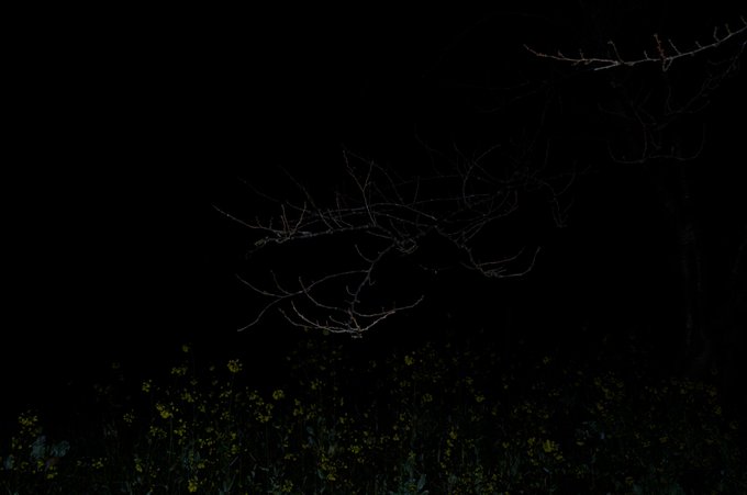 A very dark photograph showing faint bare tree branches in the upper portion and subtle yellow wildflowers along the bottom edge against a near-black background.