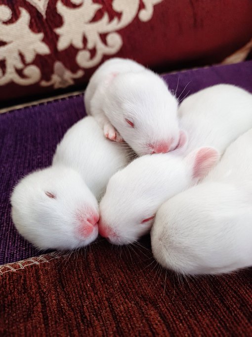 A close-up photo of four small white baby rabbits snuggled together sleeping on a purple and red patterned fabric surface.
