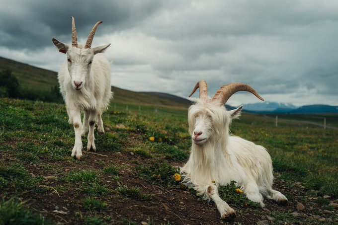 Two white goats with curved horns are in a grassy field under a cloudy sky, with one standing and the other lying down.