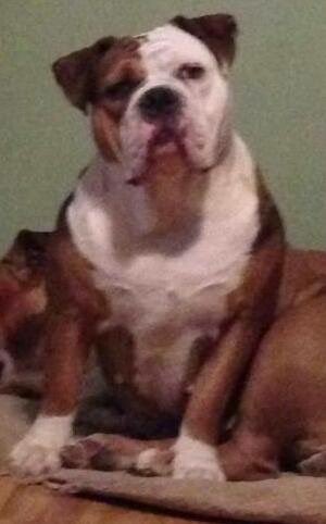 A brown and white bulldog-type dog sits on what appears to be a couch, looking directly at the camera with a relaxed posture.