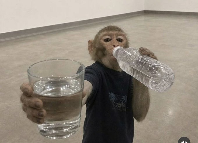 A monkey wearing a dark t-shirt drinks from a plastic water bottle in one hand while holding out a glass of water in the other hand.